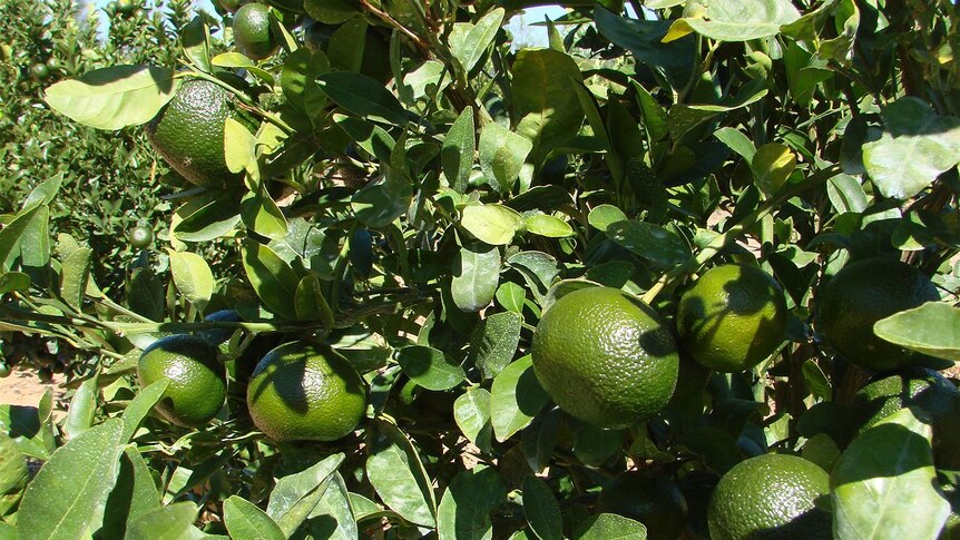 Moora citrus Agri-fresh  mandarin close