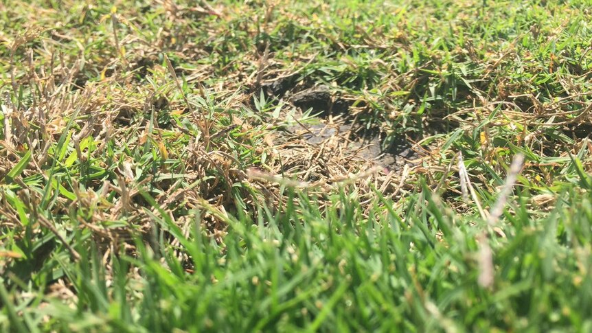A close-up view of grass ona  drop-in cricket pitch at Gloucester Park.