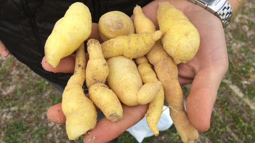 A man holding a handful of youlks — a native vegetable that looks similar to a kipfler potato.