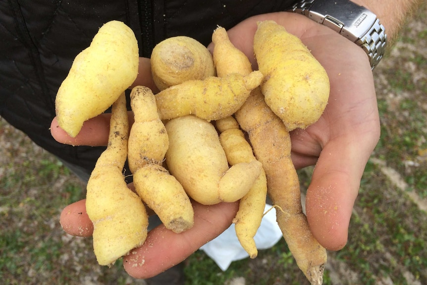 A man holding a handful of youlks — a native vegetable that looks similar to a kipfler potato.
