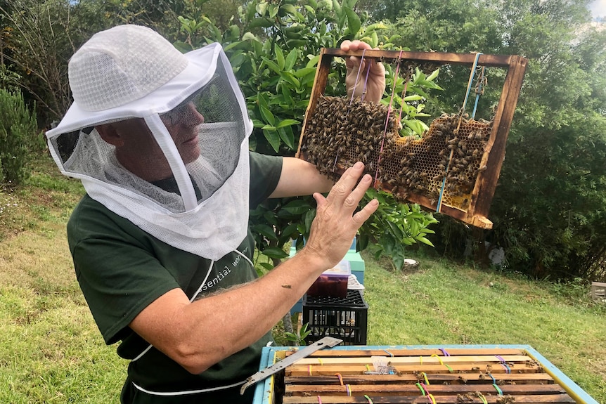 A man wearing a bee net on his head holds up a frame with honeycomb that he has transferred into a frame. He has bare hands.