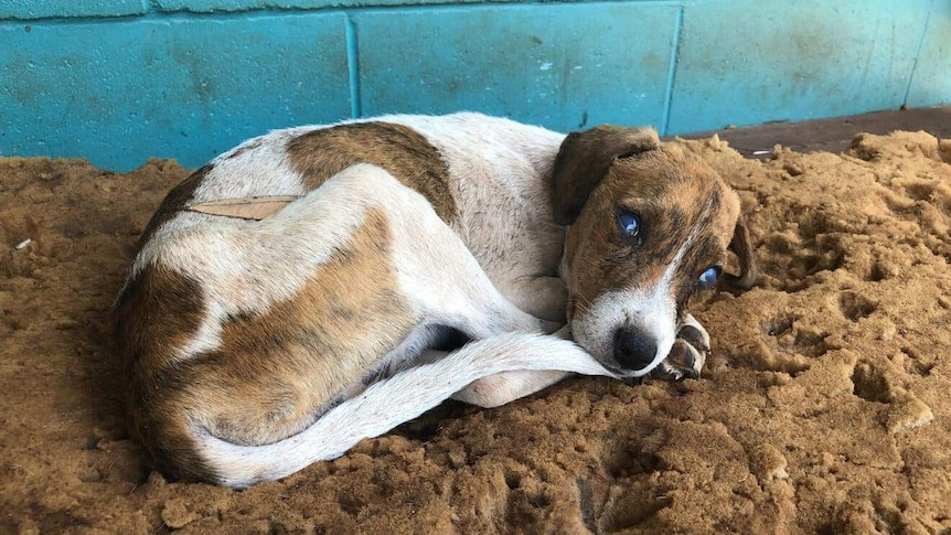 a dog with cloudy blue eyes on a mattress.