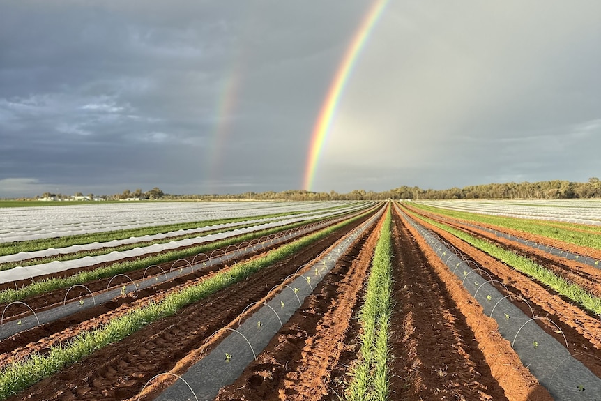 A rainbow rises over rows of horticultural crops