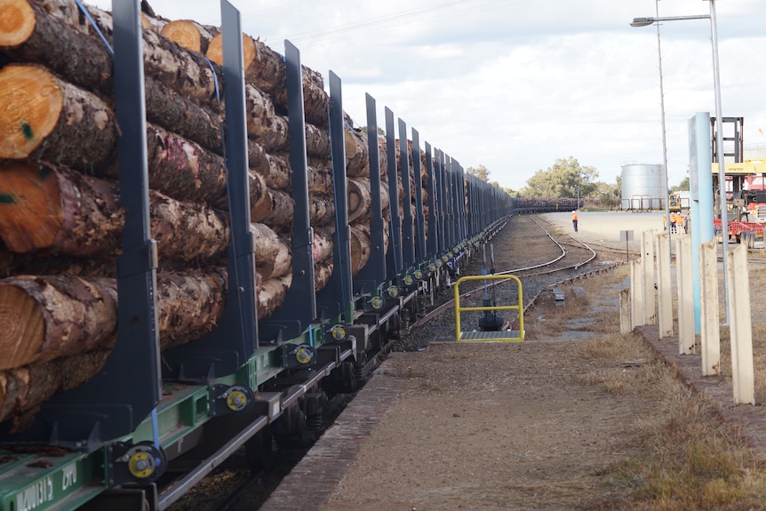 A long train with saw logs on the carriages