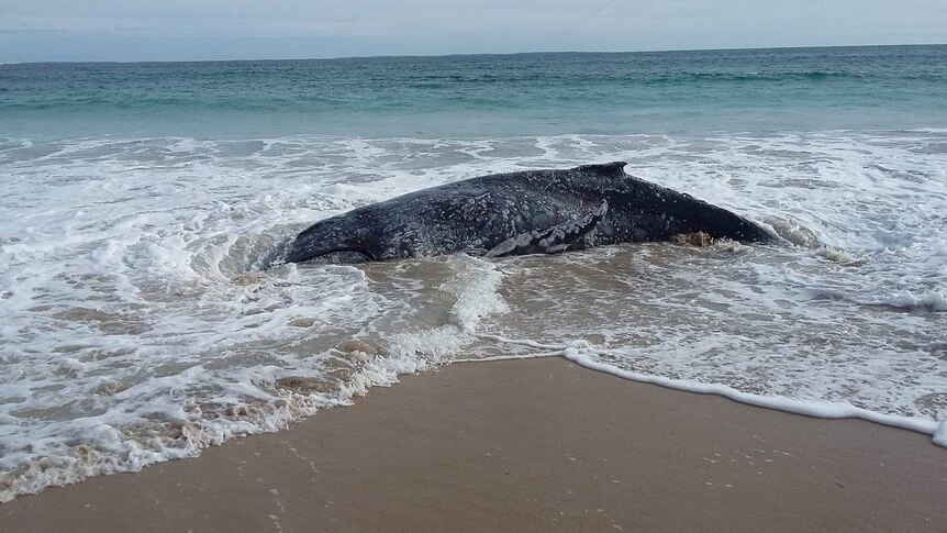 A whale carcass sits in the surf at a beach.