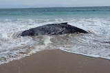A whale carcass sits in the surf at a beach.