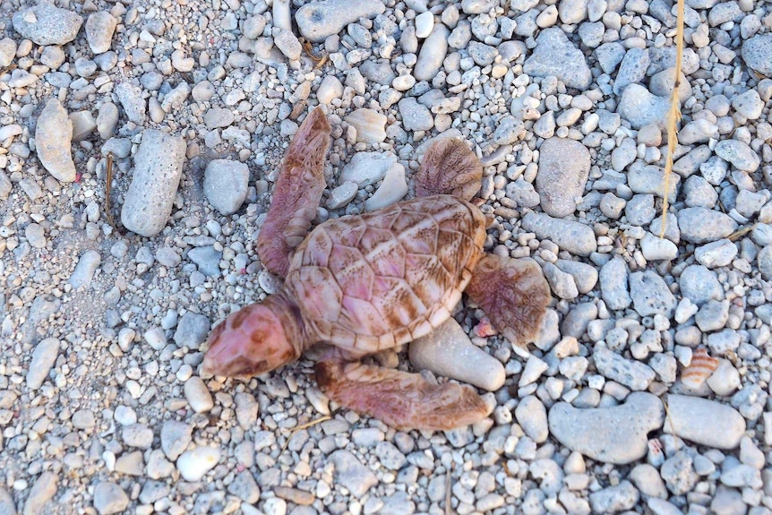 An tiny albino turtle hatchling scurries over pebbles and sand