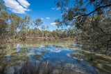 An Australian billabong, with trees near the water. The brown water reflects the blue, sunny sky