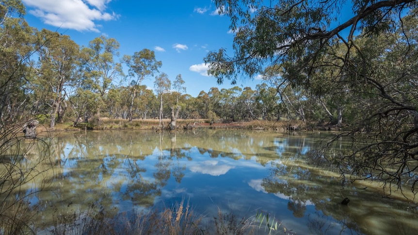 An Australian billabong, with trees near the water. The brown water reflects the blue, sunny sky