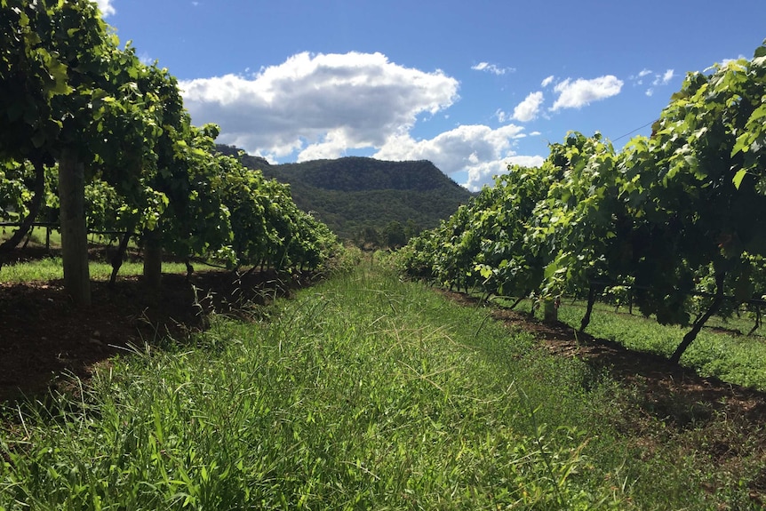 Hunter Valley vineyard.