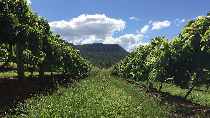 Andrew Margan from the Hunter Valley Wine Tourism Association said the region's new roads will be a gamechanger.