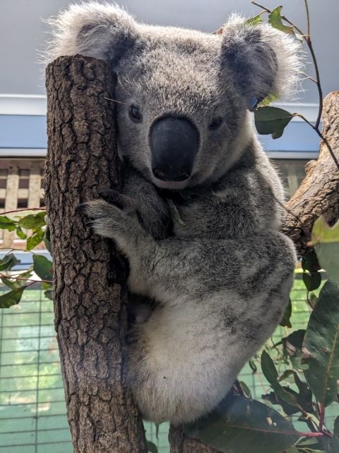 A close up of a koala sitting on a branch in a wildlife rescue facility.
