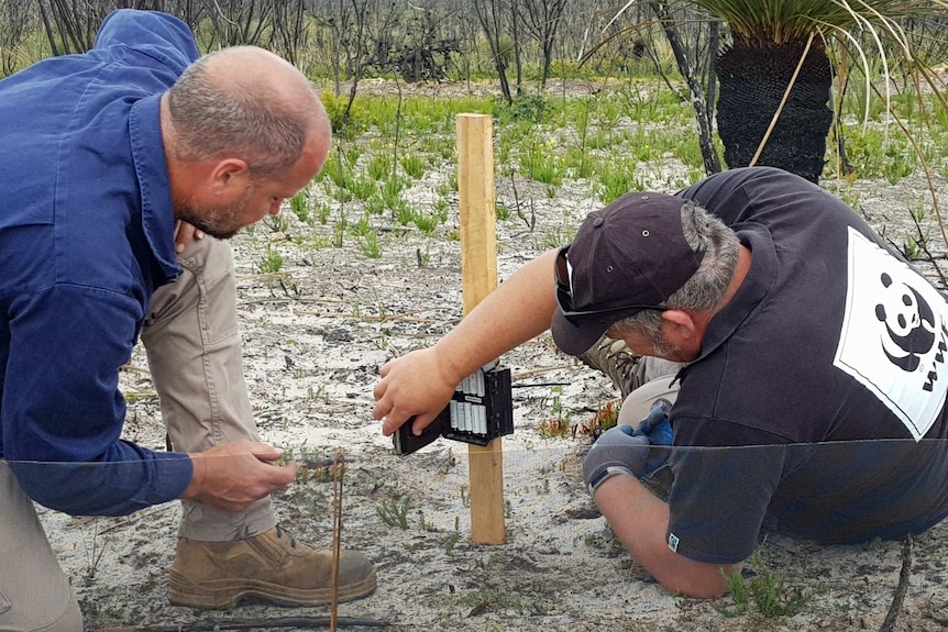 A man in a black shirt sits on burnt ground with another man in a blue shirt installing a wooden pike with batteries.
