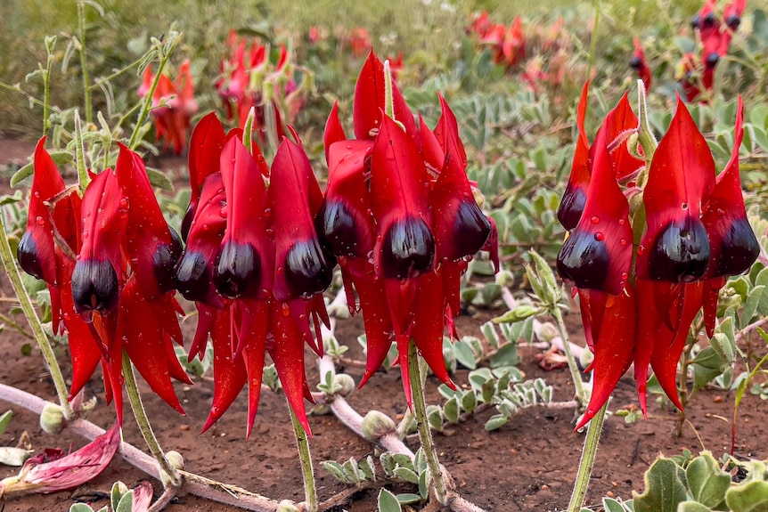 Red flowers with black centres