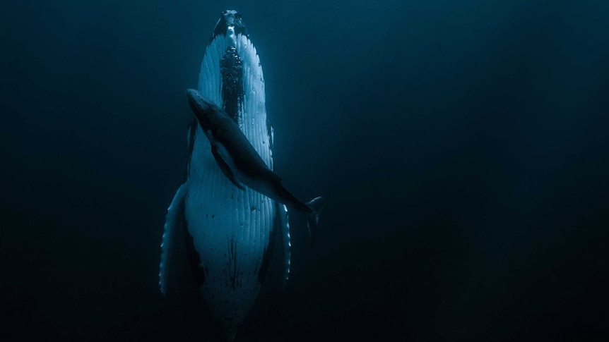 Photograph shows large humpback whale underwater at night with small whale calf swimming next to it.