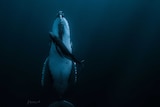 Photograph shows large humpback whale underwater at night with small whale calf swimming next to it.