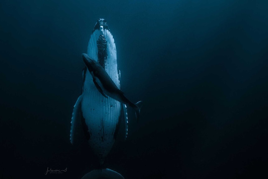 Photograph shows large humpback whale underwater at night with small whale calf swimming next to it.