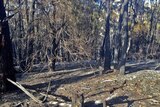 Arbury Park bushfire damage