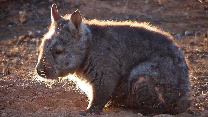 A southern hairy-nosed wombat.