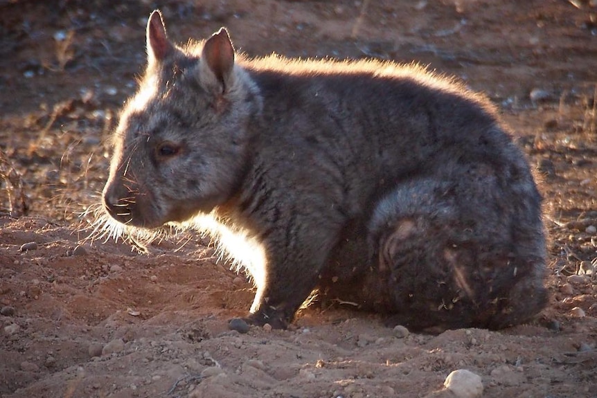 A southern hairy-nosed wombat.