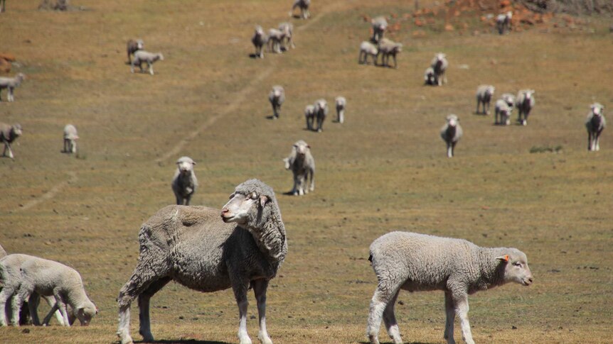 Sheep in drought conditions