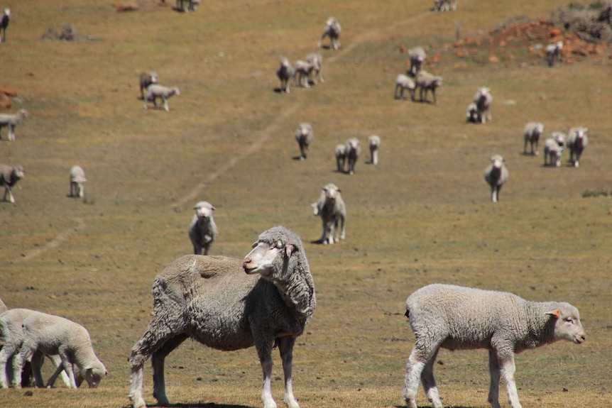 Sheep in drought conditions
