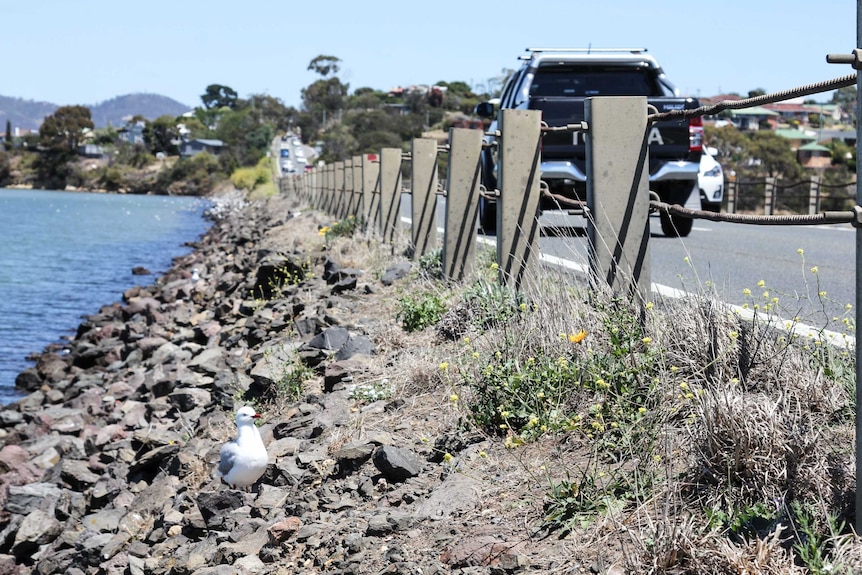 A seagull sits on the side of the Sorell Causeway