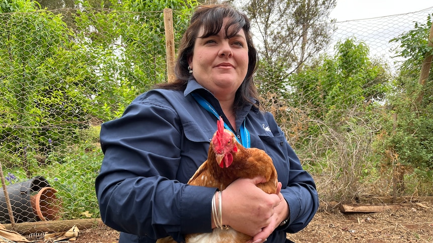 A woman in a navy shirt is nursing a brown chicken.