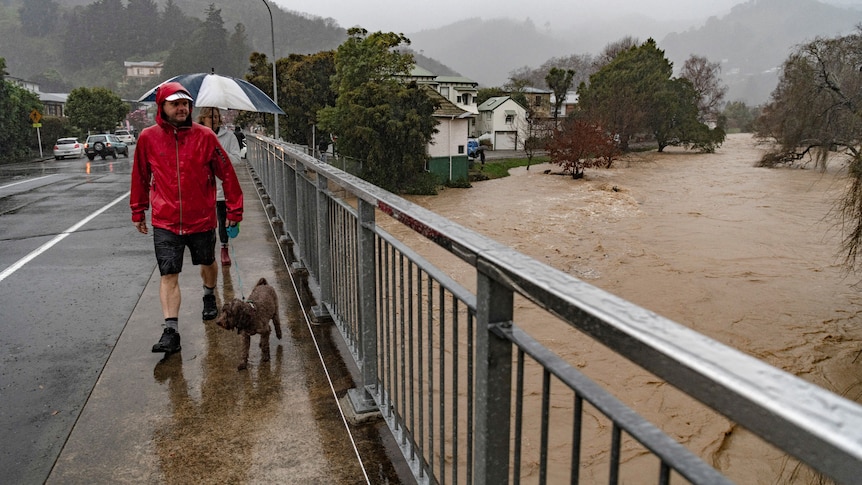 A man and a dog walk in the rain along the side of a bridge over a river that is flooding