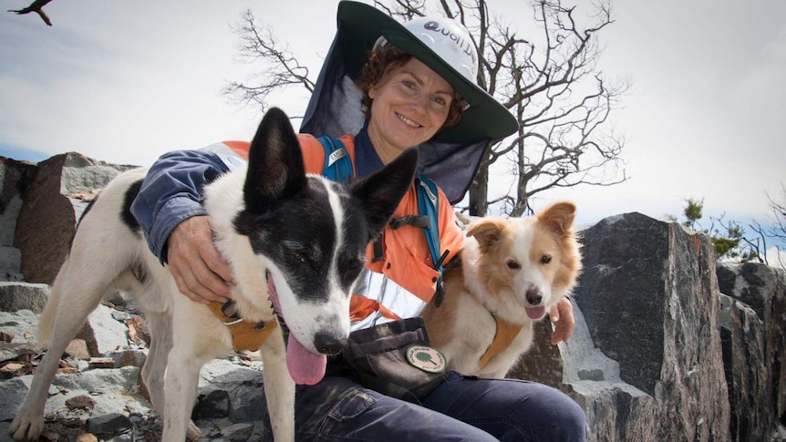 woman in PPE with sniffer dogs at work site