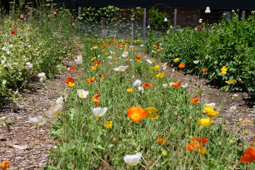 orange and white poppies in a row