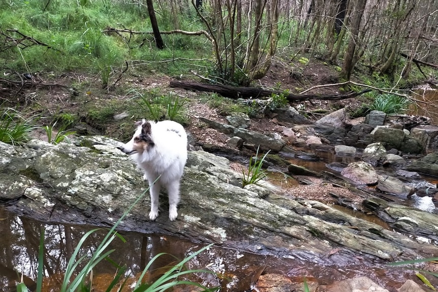 A medium sized white dog stands front on a rock in a creek bed in a forest with green shrubs all around