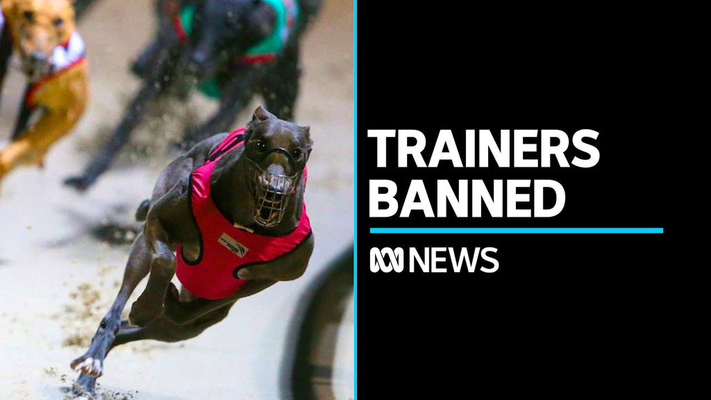 ABC News SA: South Australia considers greyhound racing inquiry : ABC iview