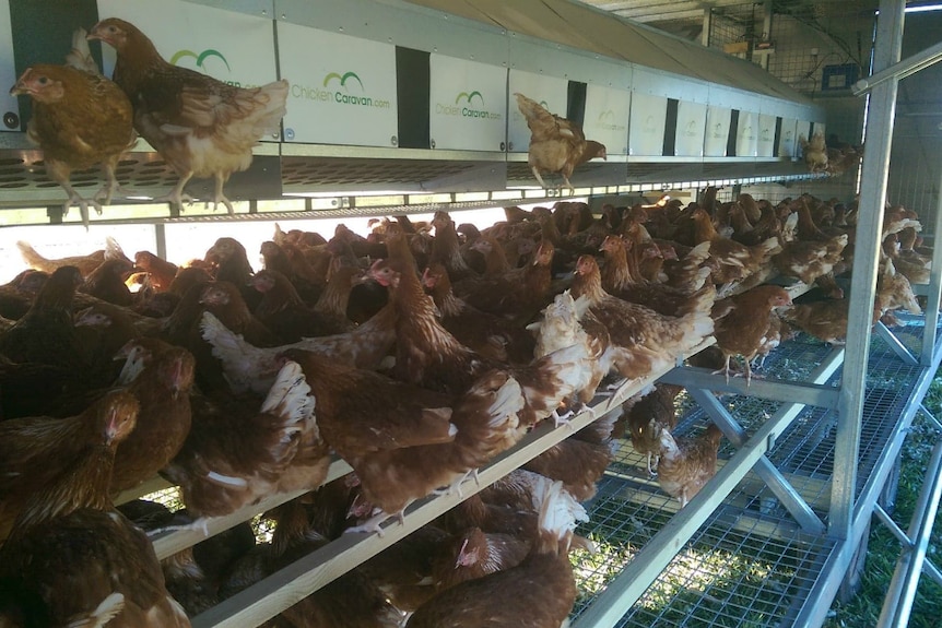 Chooks in a chook tractor where they roost and lay eggs