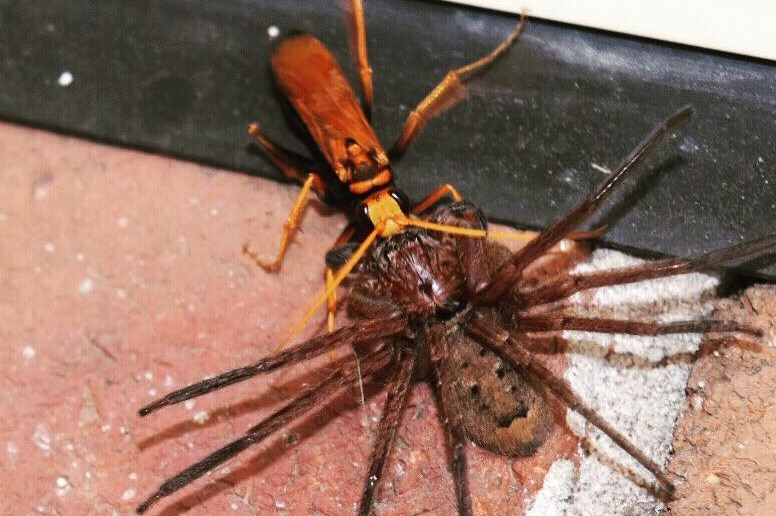 Spider season booming in Sydney thanks to warm, wet weather - ABC News