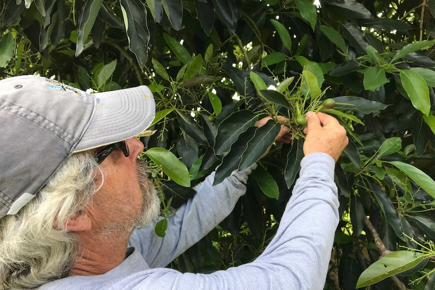 Budding avocados