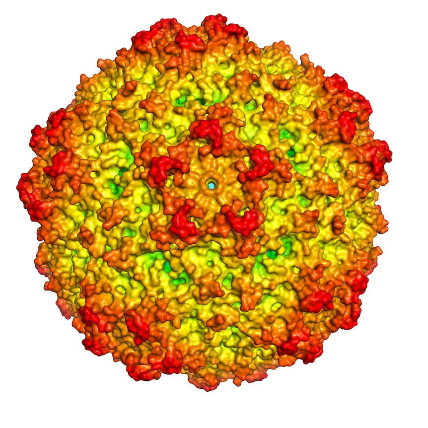 A brightly-coloured digital image of the virus.