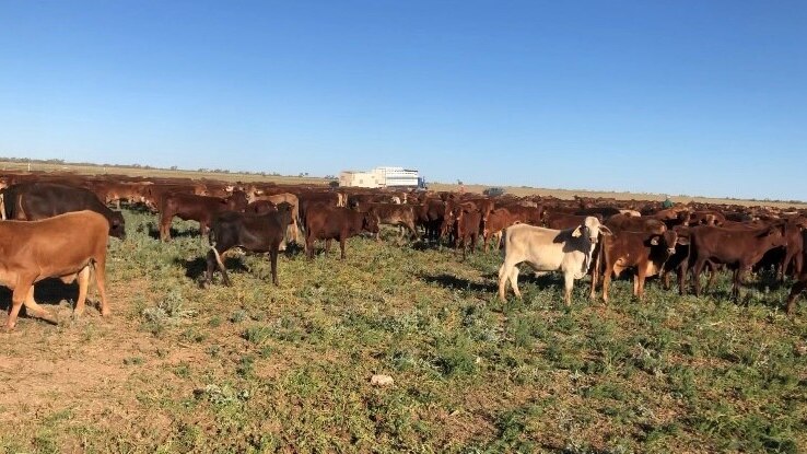 A mob of cattle eating green pick in a paddock