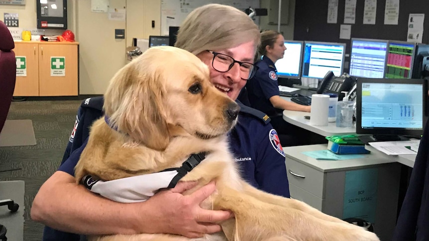 A dog sits in a woman's lap