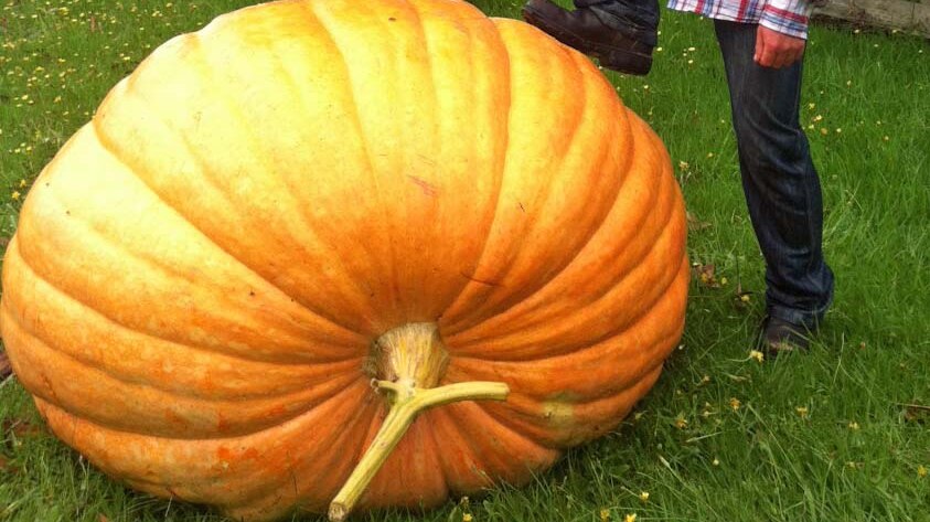 The pumpkin weighs in at 385 kilograms.