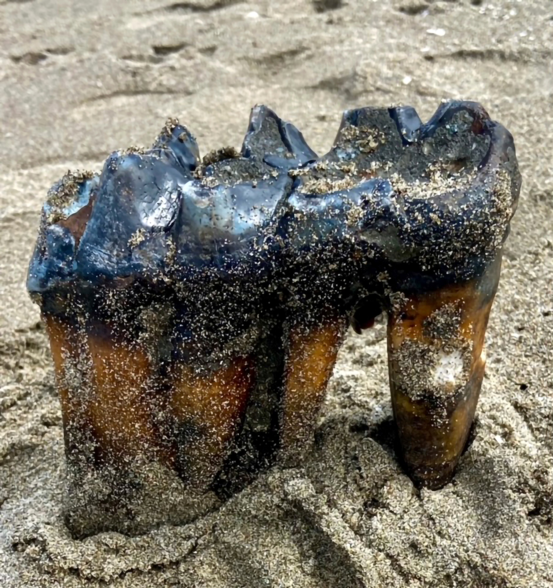 A Mastodon tooth wedged into sand at a beach in California