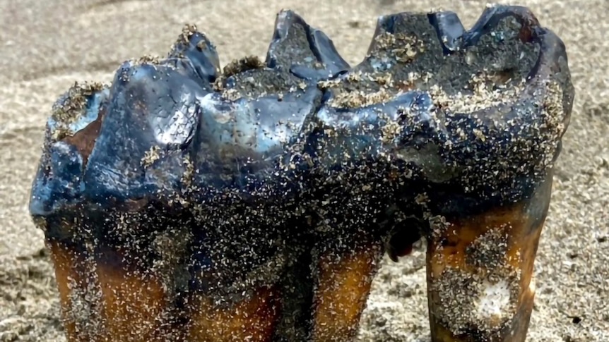 A Mastodon tooth wedged into sand at a beach in California