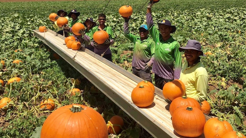Timorese workers holding Halloween pumpkins in field during harvest