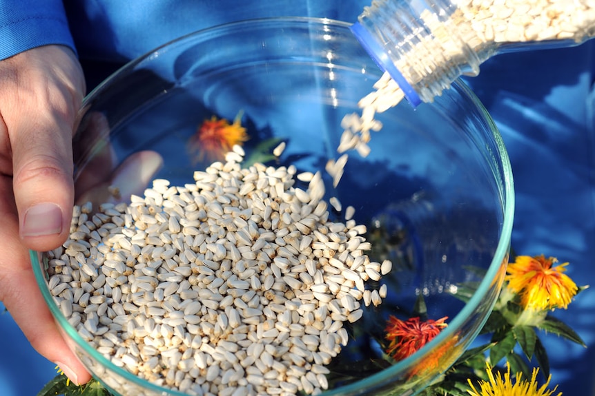 Close up of safflower seeds on dish in CSIRO lab 