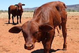 Calf surrounded by cows on red dirt and in front of mountain range