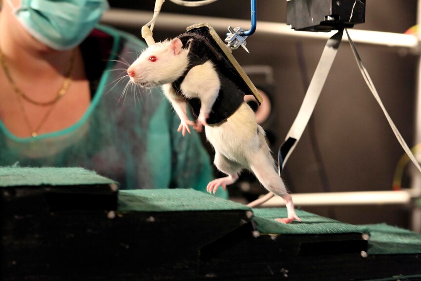 Swiss researchers say they have been able to make paralysed rats walk again.