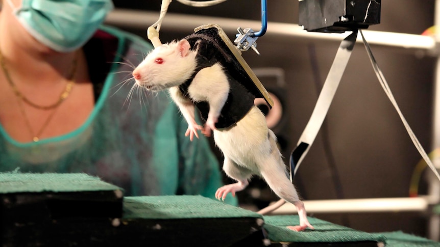 A rat with spinal injuries walks during an experiment in Switzerland.
