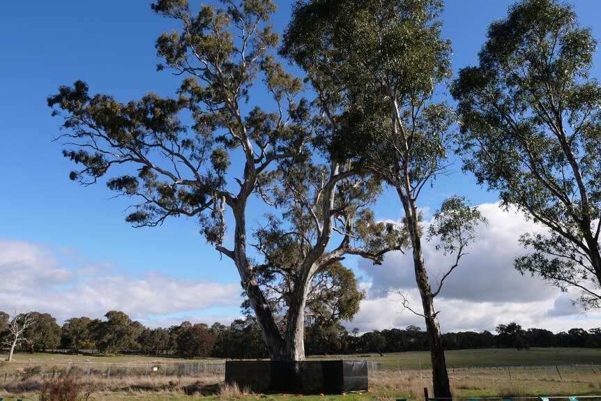 A full-height view of a birthing tree in Buangor with text spray painted on it, and a security fence around the outside.