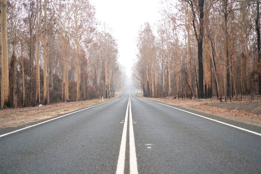 Burnt gum trees line the Princes Highway at a turnoff