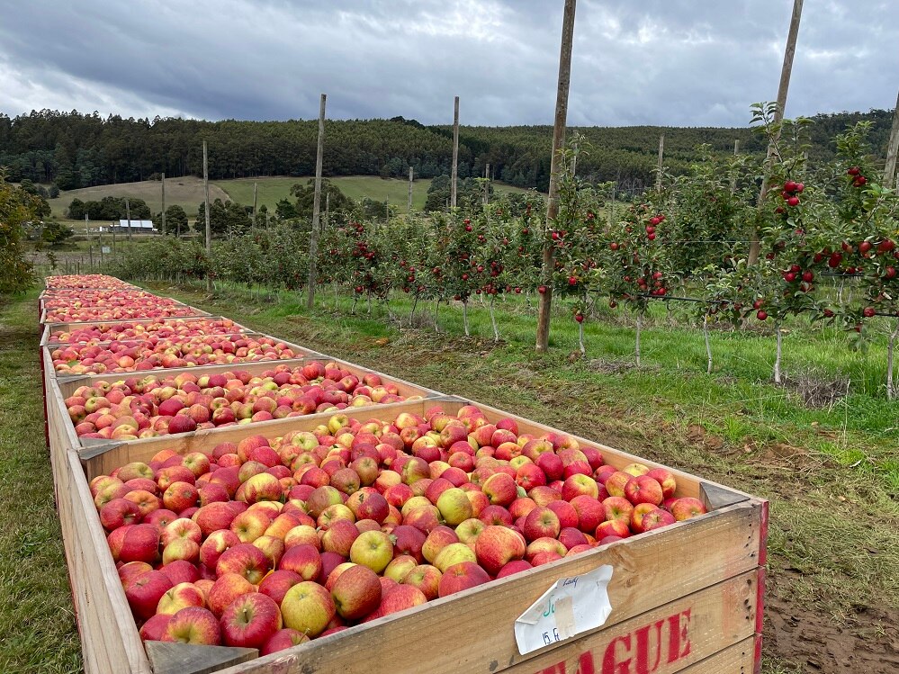 Life long Tasmanian apple grower plans to sell off an orchard ABC listen